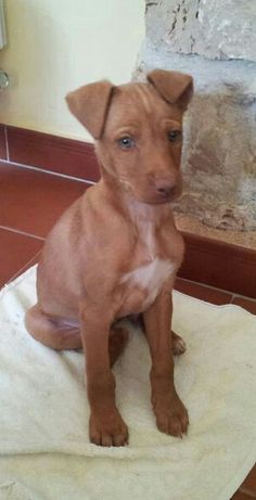 podenco andaluz pequeno