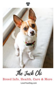 Dirty DISHWASHER MAGNET Dog TOY FOX TERRIER Clean