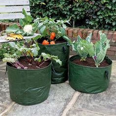 A Set Of Three Planters For Growing A Variety Of Vegetables Salads And Herbs A Set Of Three Planters For Growing A Variety Of Vegetables Salads And Herbs