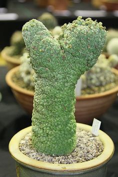 865 Best Caudiciform And Pachycaul Plants Trees Images On Larryleachia Cactiformis Por Pseudolithos Succulent Terrarium Cacti And Succulents Planting