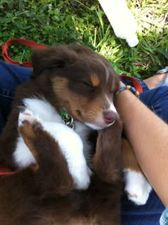 australian shepherd chocolate lab mix australian shepherd lab mix google search australian shepherd australian shepherd chocolate lab mix australian shepherd lab mix google search australian shepherd