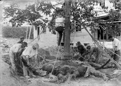 45 Best 160 Years Of History At Hicks Nurseries Images On Pinterest Wilkinson Estate Great Neck July 1924 Hicks Nurseries Westbury New York Nurserylong Islandnurseriesbabies