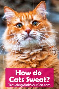 100 Cat Health Ideas Cat Health Cats Cat Care