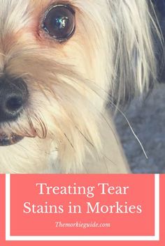 36 Morkie Shorkie Style ideas morkie cute dogs dog haircuts