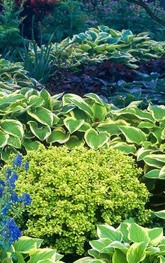 Hosta Garden Designs papous garden Hosta Berber Insirational Backyard Shadeshade Gardenlandscape Designgarden Hosta Garden Designs love all the lush greenery hosta gardensinterior gardengarden design Hosta Berber Insirational Backyard Shadeshade Gardenlandscape Designgarden