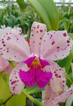 Cattleya Species XL Plant Scent New Orchid Orchids
