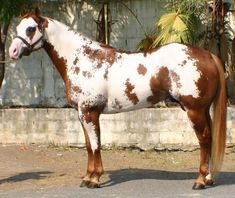 Mejores 37 imágenes de CUARTO DE MILLA en Pinterest | Equine ... Mejores 37 imágenes de CUARTO DE MILLA en Pinterest | Equine ...