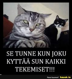 animaatio/dating se on monimutkainen kissa henkilö (hauska) yksinomainen nopeus dating Lontoo