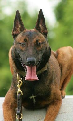 Protective Dog Training Melbourne Protective Dog Training Melbourne