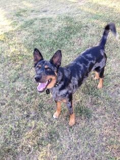 australian shepherd and german shepherd mix this is rudder texas heeler australian shepherd blue heeler australian shepherd and german shepherd mix this is rudder texas heeler australian shepherd blue heeler