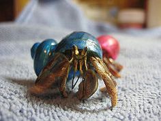 98 best hermit crab