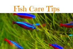 561 best fish care