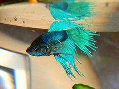 51 best fish images