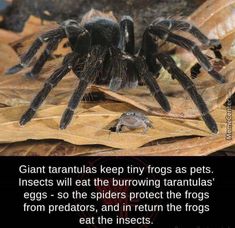 8 best tarantula hawk