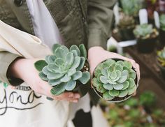 exciting pet friendly plants 18 best houseplants safe for cats images on pinterest in 2018 indoor plants gardens and interior plants exciting pet friendly plants 18 best houseplants safe for cats images on pinterest in 2018 indoor plants gardens and interior plants