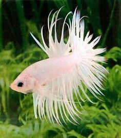 28 best guppies images
