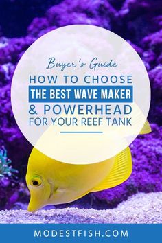 49 best fish aquariums