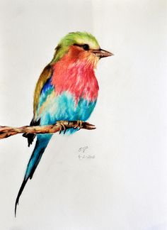 510 best art watercolor birds images watercolor animals birds
