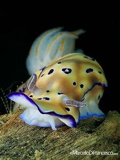 869 best nudibranchs images
