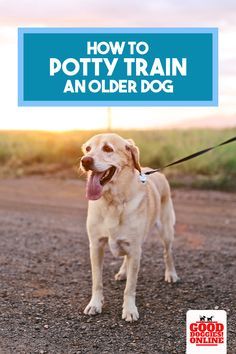 How To Potty Train A How To Potty Train An Older Dog If Your Dog