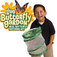 insect lore is the top provider of high quality live caterpillars butterfly kits live insects insect habitats toys and gifts for kids - Live Butterfly Garden insect lore is the top provider of high quality live caterpillars butterfly kits live insects insect habitats toys and gifts for kids - Live Butterfly Garden