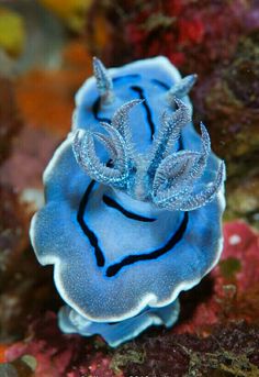 921 best nudibranchs other