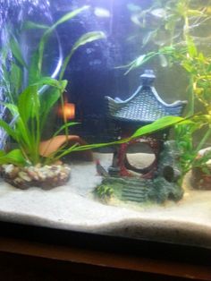 380 best aquarium images