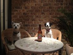 Dating with dogs sydney