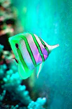 3204 best sea images