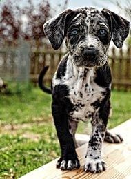 466 Best Aab Catahoula Leopard Dogs Images In 2020 Dog 466 Best Aab Catahoula Leopard Dogs