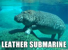 112 best animal names