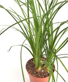 Les matières palme est une des plus populaires de décoration-et Bac à plante!