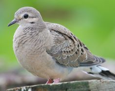 mourning dove could be letting you know that you need to simply
