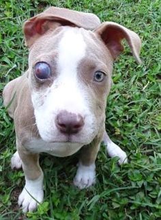 american pitbull terrier 7 months petango com u2013 meet coolie a terrier pit bull mix available for american pitbull terrier 7 months petango com u2013 meet coolie a terrier pit bull mix available for