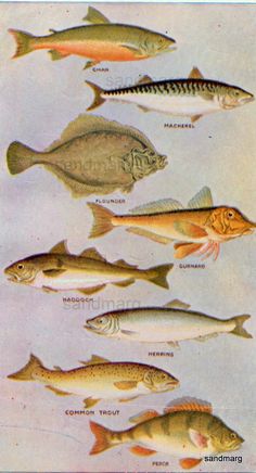 198 best fish images