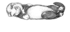 Ferret - what a lovely bit of art. Эскизы Животных, Рисунки Животных, Художественные Рисунки, Хорек Тату, Щенки, Альбом Для Рисования, Tatoo, Рисунки, Рисунки Из Альбома Для Рисования