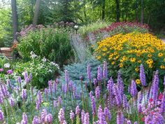 19 Best Black Eyed Susan Images Flower Gardening Liatris Black Eyed Susan Joepye Weed Russian Sage White Phlox