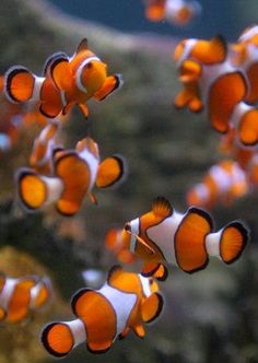 639 best clownfish images