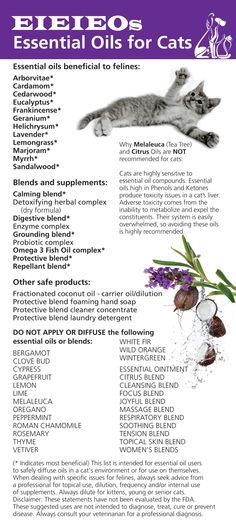 Oil Of Oregano To Rid Cats Of Fleas Oil Of Oregano To Rid Cats Of Fleas