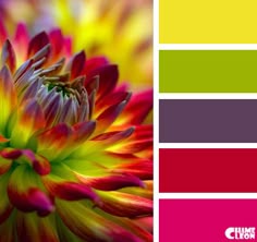 blue-color, bright pink, color palette, green color, house color blue-color, bright pink, color palette, green color, house color
