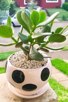 550 Ideas De Jardines Y Plantas En 2021 Plantas Decoracion Plantas Jardines