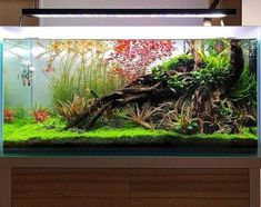 291 best aquascaping images