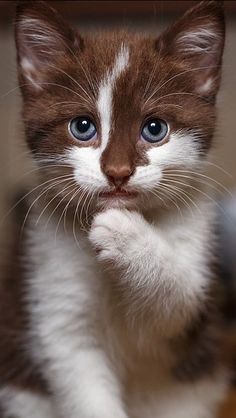 64 Meilleures Idees Sur Maison Chat Chat Chats Et Chatons Chats Adorables 64 Meilleures Idees Sur Maison Chat Chat Chats Et Chatons Chats Adorables