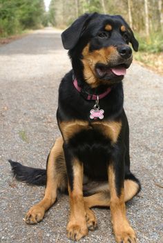 rottweiler great dane mix puppies for sale | Zoe Fans Blog ... rottweiler great dane mix puppies for sale | Zoe Fans Blog ...