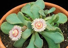 LITHOPS SALICOLA rare exotic living stones ice plant succulent seed 50 seeds