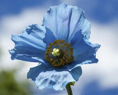 Proven Winners Colorchoice Plant Of The Week Plant Of The Week