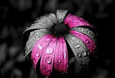 81 Best Black White Photos With Color Splash Images Black White W Color Photography