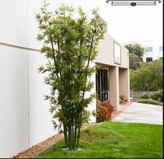 12 Best Artificial Bamboo Images Canes Indoor 5 Sublime Ideas Artificial Flowers Cleanses Plants Outdoor Front Doors Large