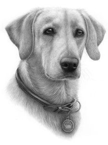 recent graphite pencil drawing commission of a yellow lab named scout