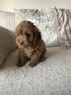 Beautiful Red Boy Cockapoo Cockapoo Cockapoo Puppies Puppies